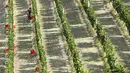 Pekerja memetik anggur di kebun saat panen Pinot Nero di Tenuta Castello di Neive Borgonovo, Italia barat laut (8/8). Panen anggur tahunan Italia, yang terbesar di dunia, dimulai paling awal dalam satu dekade. (AFP Photo/Marco Bertorello)