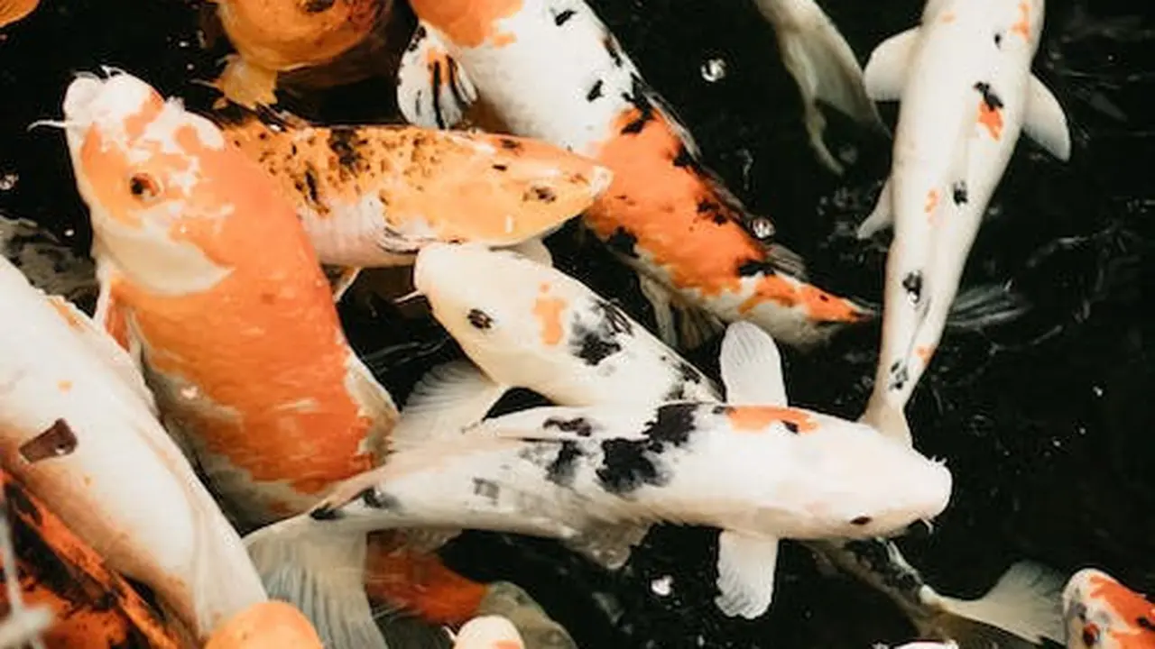 Apakah Ikan Bisa Melihat dalam Gelap? Ini Faktnya