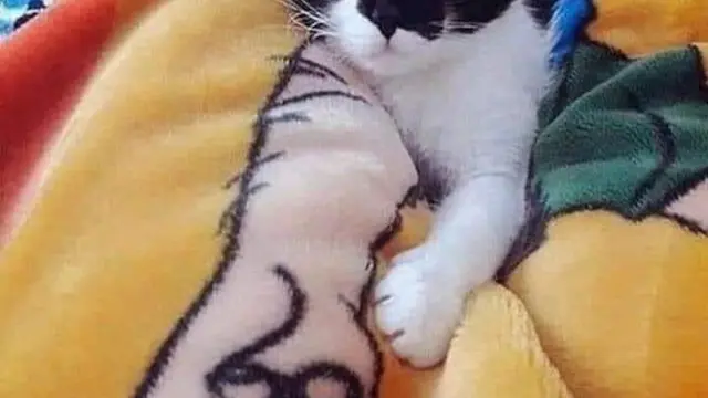 Foto Hewan Unik