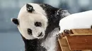 Panda wanita Jin Bao Bao, bernama Lumi dalam bahasa Finlandia bermain salju pada hari pembukaan Resort Snowpanda di Kebun Binatang Ahtari, di Ahtari, Finlandia, (17/2). (Roni Rekomaa / Lehtikuva via AP)
