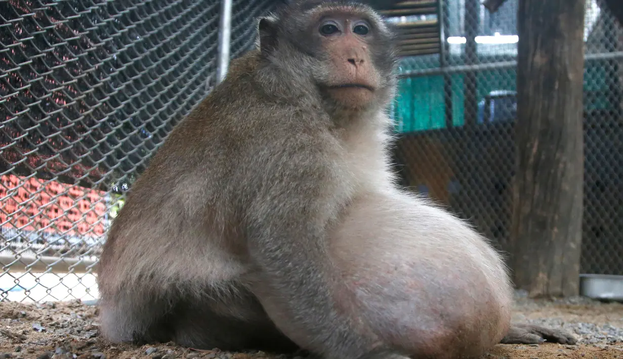 Monyet liar berjulukan Uncle Fat yang mengalami obesitas duduk dalam kandang di pusat rehabilitasi kota Bangkok di Thailand, 19 Mei 2017. Monyet dengan berat 27 kg ini mesti menjalani diet ketat dengan hanya makan buah dan sayur. (AP Photo/Sakchai Lalit)