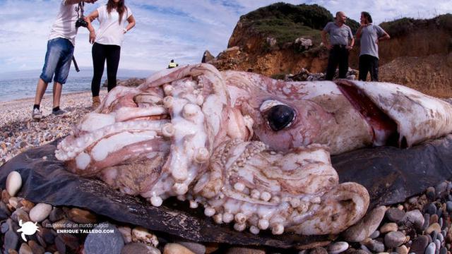Cumi raksasa ditemukan di pantai Spanyol (Oceana/Enrique Talledo)