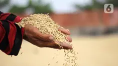 Pekerja menunjukkan gabah saat penjemuran di Kabupaten Tangerang, Banten, Selasa (14/7/2020). Selama semester I 2020, Perum Bulog telah merealisasikan serap gabah petani secara langsung sebanyak 700 ribu ton setara beras guna meningkatkan ketahanan stok cadangan beras. (Liputan6.com/Angga Yuniar)