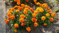 Tips Menanam Marigold agar Tumbuh Subur dan Mekar Cantik