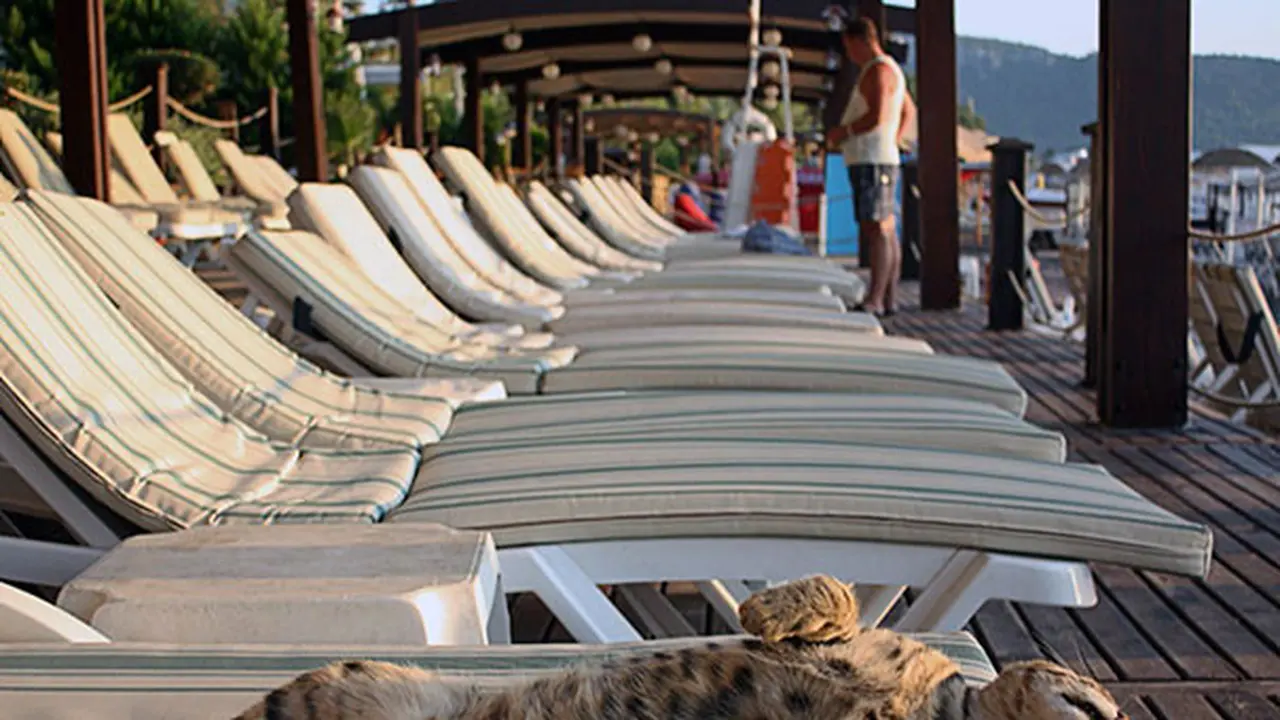 6 Potret Kucing Berjemur Ini Curi Perhatian, Pencari Vitamin D