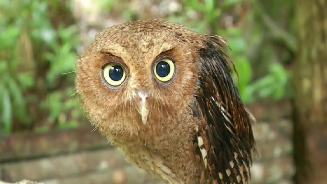 Tari burung hantu (1)