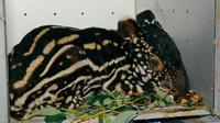 Bayi tapir yang diselamatkan warga dan diserahkan ke BBKSDA Riau. (Liputan6.com/M Syukur)