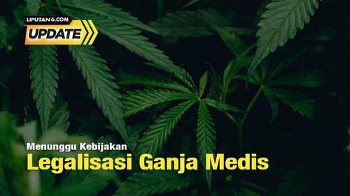 Liputan6 Update: Menunggu Kebijakan Legalisasi Ganja Medis