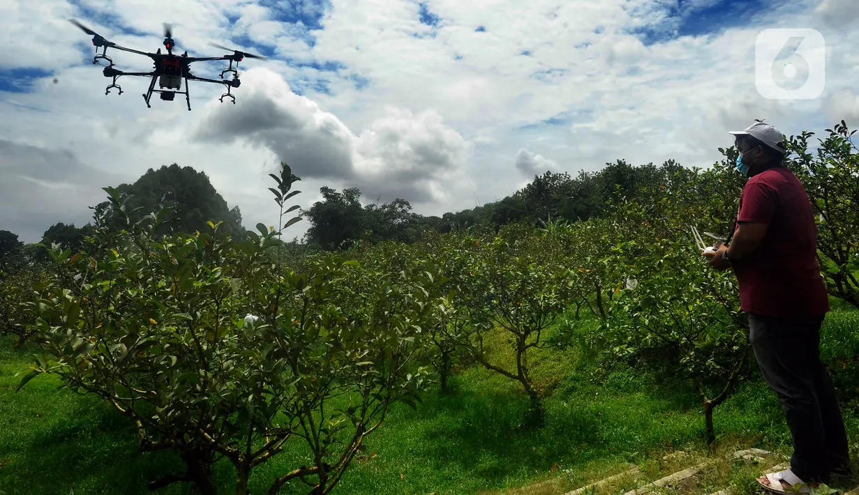 <p>Petani menerbangkan drone untuk menyemprotkan pupuk mikro pada lahan jambu kristal di pusat pengembangan pertanian Agribusinnes and Technology Park (ATP) IPB University, Dramaga, Kabupaten Bogor, Jawa Barat, Jumat (17/2/2023). Penggunaan drone tersebut untuk membantu meningkatkan hasil produksi jambu kristal serta efisiensi tenaga dan waktu. (merdeka.com/Arie Basuki)</p>