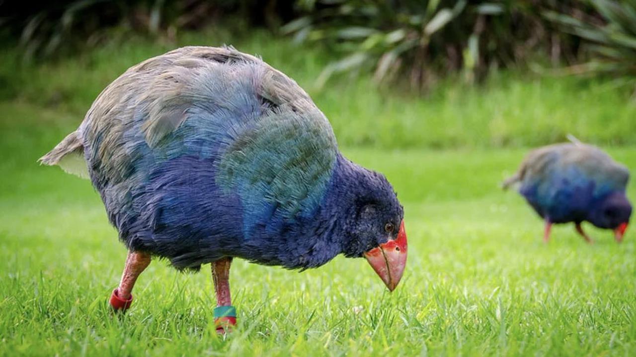 Burung Takahē
