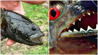 Seorang nelayan Rusia menemukan seekor ikan berbentuk ganjil yang seakan menjadi gabungan dua jenis ikan berbeda. Ikan apa, ya?