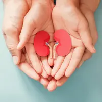 Ilustrasi Ginjal Manusia Credit: pexels.com/pixabay