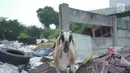 Seekor kambing mencari makanan di tempat pembuangan sampah di kawasan Sunter, Jakarta, Rabu (8/5). Sulitnya mencari rumput di Ibukota menyebabkan para peternak terpaksa membiarkan hewan-hewan tersebut mengais makanan tidak pada tempatnya. (Liputan6.com/Immanuel Antonius)