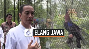 Presiden Joko Widodo atau Jokowi mengunjungi Taman Nasional Gunung Merapi Jurang Jero, Kabupaten Magelang, Provinsi Jawa Tengah, Jumat (14/2/2020). Dalam kesempatan itu, Jokowi juga melepasliarkan sepasang elang Jawa.