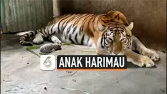 THUMBNAIL HARIMAU