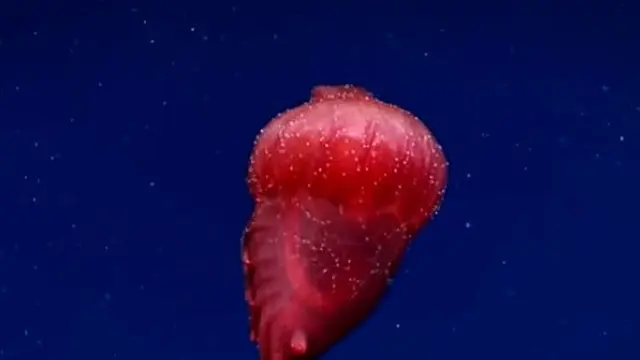 Monster Ayam Tanpa Kepala Ditemukan Peneliti Australia (Foto: NOOA/antartica.go.au)