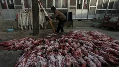 Seorang wanita saat melepaskan bulu rubah dari badannya di desa Nanzhuang, Cina, (11/12). Sebagian besar penduduk desa ini menggunakan Rubah, Anjing dan hewan lainnya untuk diperjualbelikan bulunya. (REUTERS/William Hong)