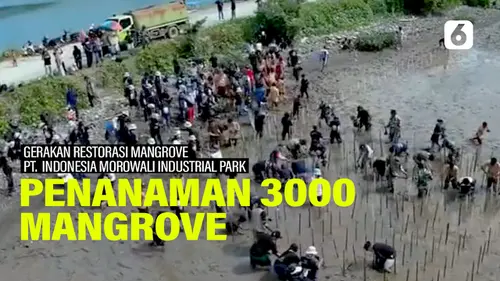 Penanaman 3000 Mangrove