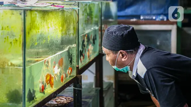Ikan Hias Diburu Warga Selama Masa Pandemi