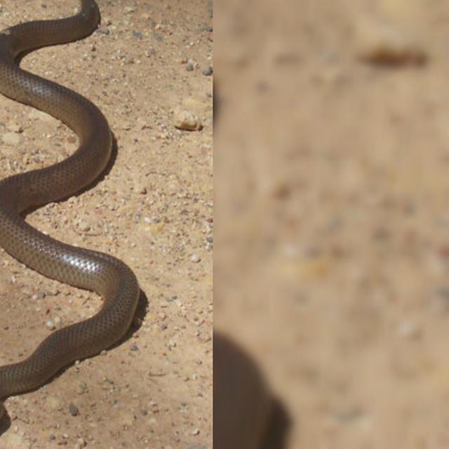 Nyawa Balita Di Australia Selamat Usai Digigit Ular Berbisa Ini Sebabnya Global Liputan6 Com