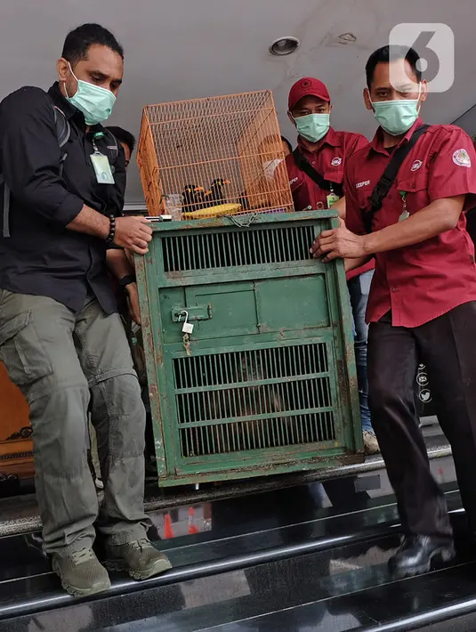Petugas membawa barang bukti berupa tiga ekor burung beo Nias dan satu ekor orang utan untuk dipindahkan ke kawasan konservasi usai dihadirkan dalam rilis kasus tindak pidana dibidang Konservasi Sumber Daya Alam dan Ekosistem di Mapolda Metro Jaya, Kamis (28/1/2021). (Liputan6.com/Herman Zakharia)