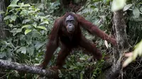 Seekor orang utan berpose saat difoto di Taman Nasional Tanjung Puting, Kalimantan Tengah, pada Selasa (16/6/2015). Penebangan hutan ancaman utama populasi orang utan, spesies kera besar yang dikenal akan kecerdasannya. (REUTERS/Darren Whiteside)