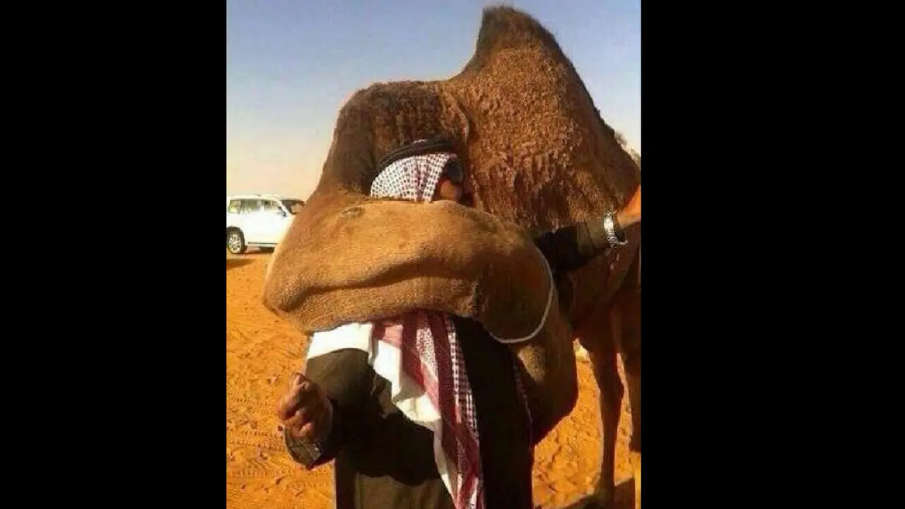 Pelukan manis dari Unta. (Al Arabiya)