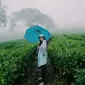 Kebun Teh Wonosari Malang (dok.Instagram@rifdhaharosy_/https://www.instagram.com/p/BeK6o8SAymx/Devita Nur Azizah