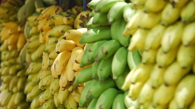 ilustrasi pisang