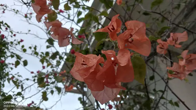 Hasil foto menggunakan Oppo A16k (Liputan6.com/Giovani Dio Prasasti)