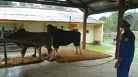 Stok Semen Beku Inseminasi Sapi Aman untuk Dua Tahun ke Depan