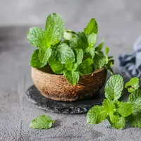 Tips menyimpan daun mint./Copyright shutterstock.com/g/strangerstudio