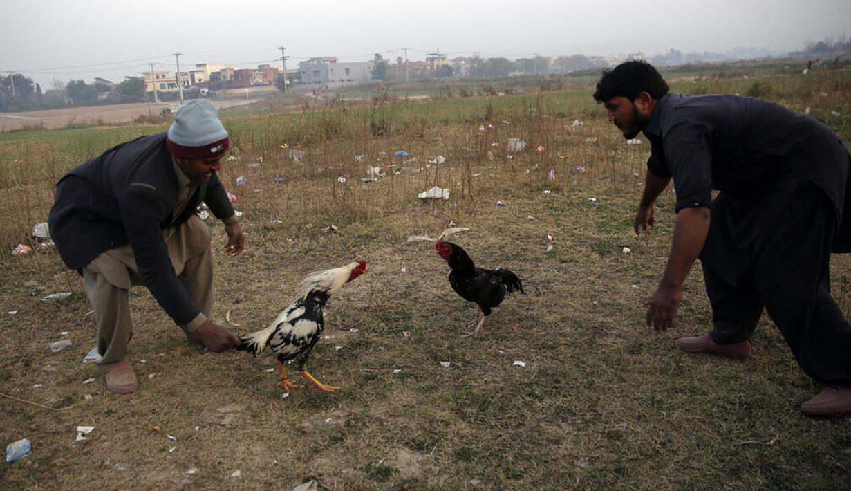 Para pria menyaksikan pertandingan sabung ayam di pinggiran Islamabad, Pakistan, 15 Desember 2021. Pakistan terkenal memiliki jenis ayam petarung paling tua di dunia dengan kekuatan fisik dan mental bertarungnya. (AP Photo/Rahmat Gul)