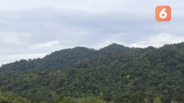 Hutan Adat Guguk