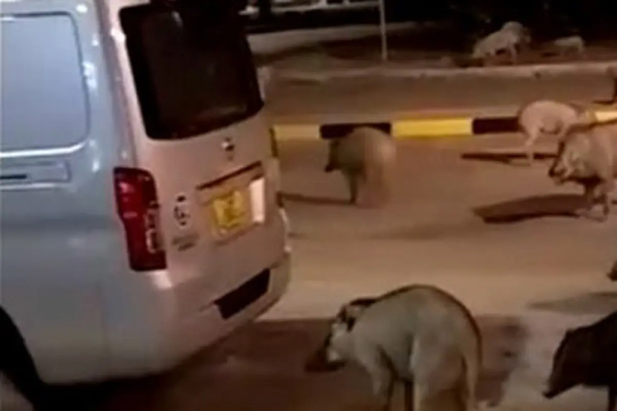 Singapura Dikepung Babi, Warga Khawatir