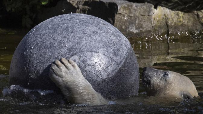 Hertha si beruang kutub bermain dengan bolanya saat suhu mencapai lebih dari 30 derajat Celcius di kebun binatang Tierpark di Berlin, Jerman (26/7/2019). Rekor suhu terpanas baru tercatat di berbagai penjuru Eropa termasuk Jerman sewaktu gelombang panas melanda benua tersebut. (AFP Photo/John Macdo