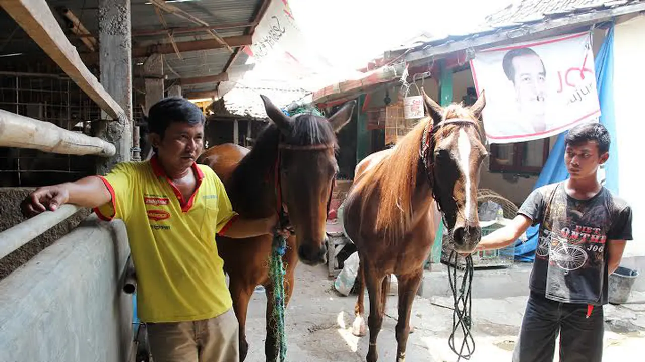 Kuda poni penarik kereta kencana yang akan ditumpangi Jokowi-JK.