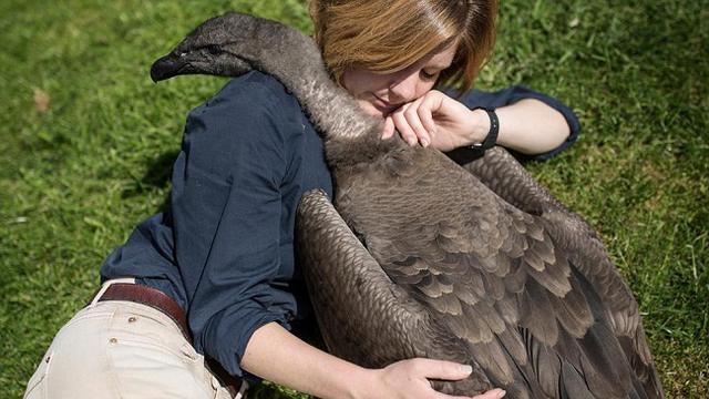 51 Gambar Burung Langka HD