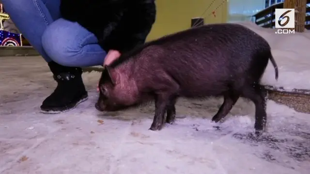 Warga Rusia menganggap babi dapat membawa keberuntungan. Oleh karena itu, mereka menjadikan hadiah tersebut sebagai hadiah untuk tahun baru.