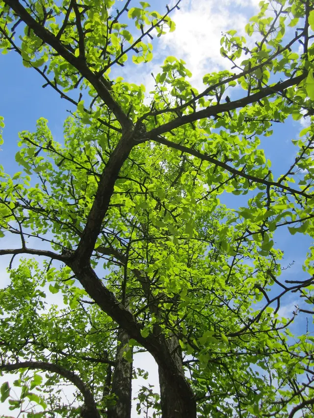 Ginko Biloba