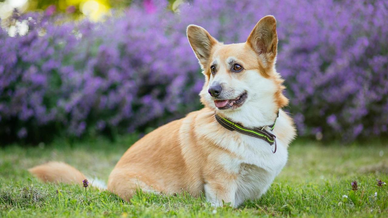 Pembroke Welsh Corgi