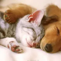 Kucing dan anjing adalah hewan peliharaan favorit manusia.