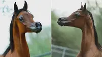 Memiliki mata yang besar, lubang hidung yang besar, dan kuping yang lancip, membuat kuda ini menarik banyak penawar.