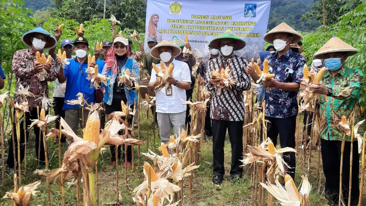 Unit Pelaksana Teknis Daerah (UPTD) Balai Penyuluhan Pertanian, Pangan, dan Perikanan (BP4) Wilayah VIII melakukan panen jagung integrated farming di Prambanan. (26/4)