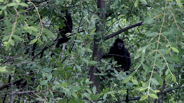 lutung-muaragembong-140112b.jpg