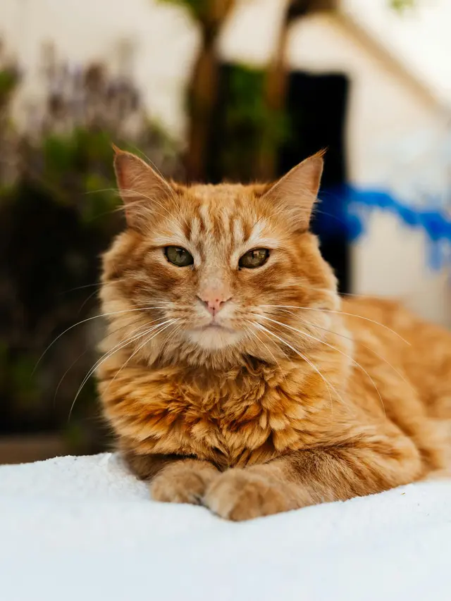 Kucing Oren