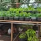 7 Cara Membuat Kebun Sayur di Atas Kandang Ayam dengan Galon Bekas
