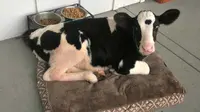 Seekor anak sapi dibesarkan bersama-sama dengan sekelompok anjing. Sekarang, sang anak sapi merasa dirinya sebagai anak anjing. (Sumber ABC News)
