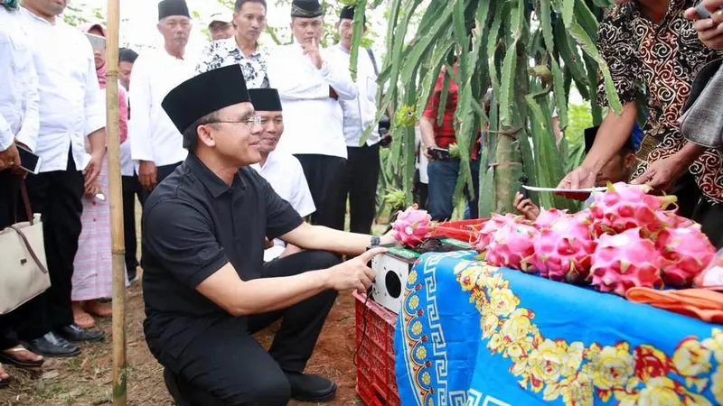 Petani Banyuwangi Raup Untung Ratusan Juta dari Hasil Panen Buah Naga Semiorganik