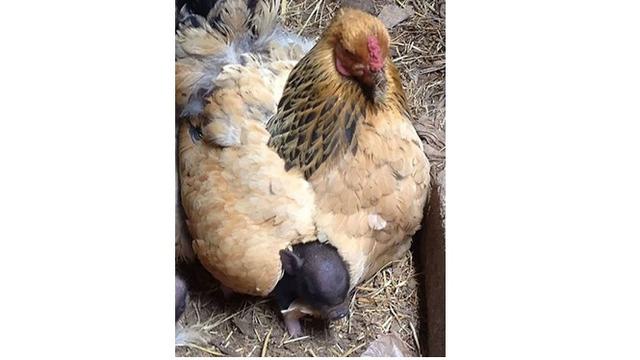 Kelakuan ayam (Sumber: Brightside)